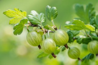 8 ягодных кустарников, которые дадут урожай почти без ухода 8 ягодных кустарников, которые дадут урожай почти без ухода